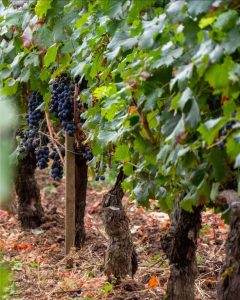 Red Grape Vine